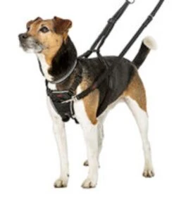Coachi Halti Non Pull Harness Small