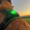 Twiggy Tags Trailfinder Dog Safety Light 2 Twiggy Tags Trailfinder Dog Safety Light -Kurgo Shop 00922610 large
