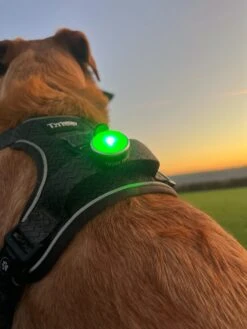 Twiggy Tags Trailfinder Dog Safety Light